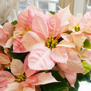 _500~OFF^ c ~̃Mtg Ԕ |CZ`A Vi LfB[ 15y͂@n zPoinsettia  sN 蕨 NX}X NX}Xv[g v[g a 