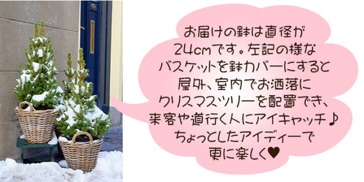 楽天市場 クリスマスツリー モミの木 ドイツトウヒ 8号鉢 お届け中 同梱不可 ドイツトウヒツリー プラ鉢でお届け 地域限定送料無料 同梱不可 ハッピーガーデン