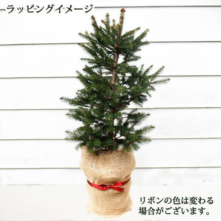 楽天市場 クリスマスツリー モミの木 ドイツトウヒ 7号鉢 お届け中 同梱不可 ドイツトウヒツリー プラ鉢でお届け 地域限定送料無料 同梱不可 ハッピーガーデン 楽天市場 クリスマスツリー モミの木 ドイツトウヒ 7号鉢 お届け中 同梱不可 ドイツトウヒツリー プラ鉢でお届け 地域限定送料無料 同梱不可 ハッピーガーデン
