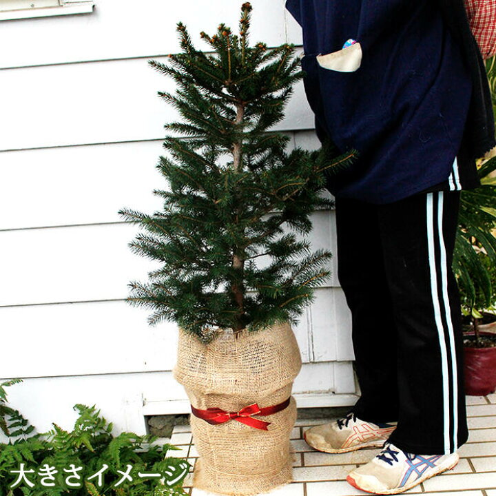 楽天市場 クリスマスツリー モミの木 ドイツトウヒ 7号鉢 お届け中 同梱不可 ドイツトウヒツリー プラ鉢でお届け 地域限定送料無料 同梱不可 ハッピーガーデン
