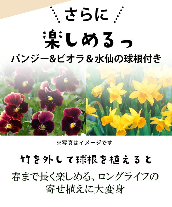 楽天市場 限定3鉢 早春 寄せ植え 7号 水仙3球付 お届け中 ビオラ 梅の花 踊り葉ボタン お多福南天 葉牡丹 玄関 花 ギフト 贈り物 松 竹 梅 ヤブコウジ 黒松 アセビ ビオラ ハッピーガーデン