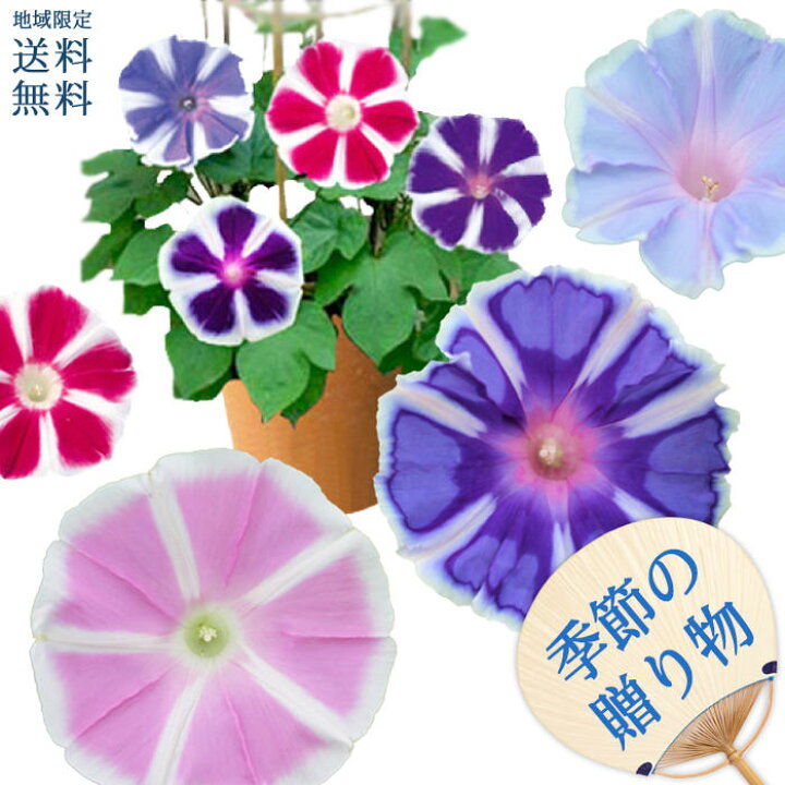 楽天市場 父の日 ギフト花 鉢植え あさがお 曜白朝顔 4種植え１鉢 6号鉢 行灯仕立て 父の日期間6月16 日お届け 地域限定 送料無料 花 入谷の朝顔 お中元 父の日 ギフト 夏 鉢植え 御中元 鉢花 誕生日 プレゼント 祖母 祖父 母 父 朝顔 鉢 アサガオ フラワーギフト