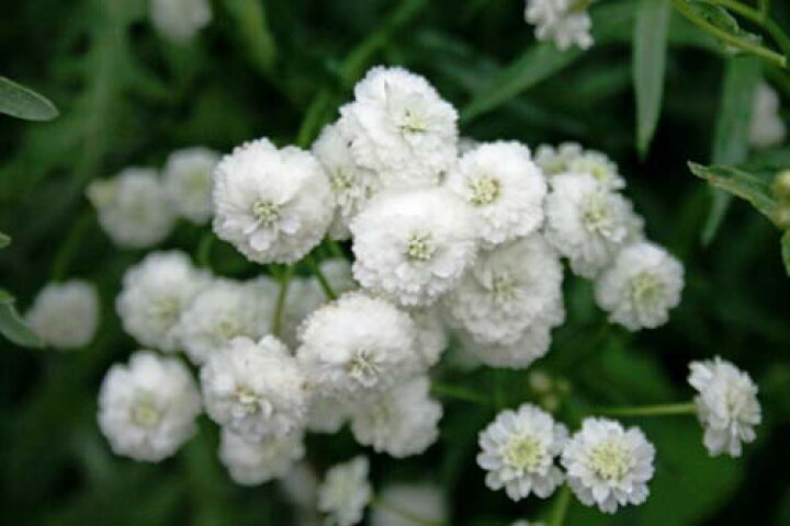 楽天市場 アキレア ノブレッサ 1鉢 Achillea Noblessae イングリッシュガーデンに使える多年草 ハッピーガーデン