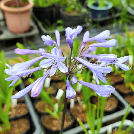 花苗 夏 アガパンサス アフリカンス 青花 1鉢 4号【開花見込み株】Agapanthus africanus ムラサキクンシラン 紫君子蘭 多年草 常緑 夏苗 夏の花 シェードガーデン 花壇 庭植え 鉢植え ロックガーデン ハッピーガーデン