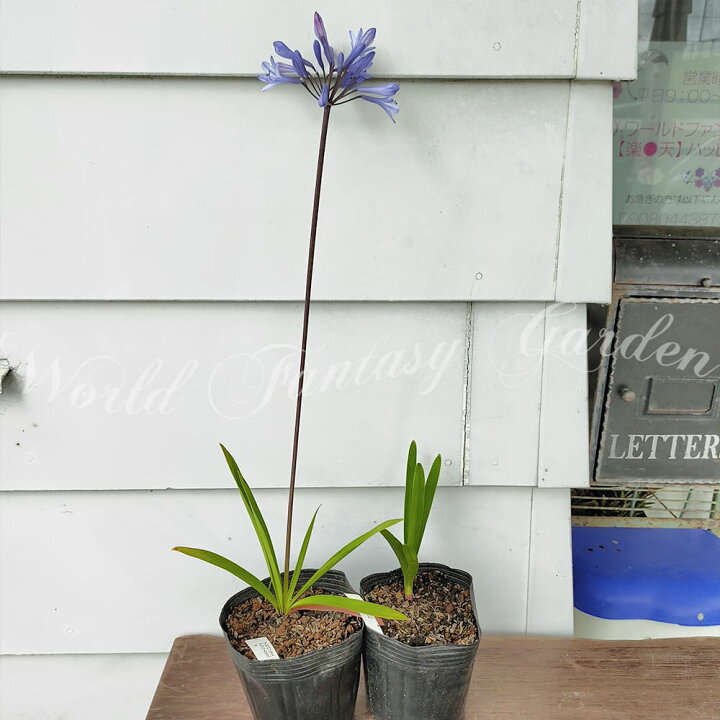 楽天市場 花苗 夏 アガパンサス アフリカンス 青花 1鉢 4号 通年販売 Agapanthus Africanus ムラサキクンシラン 紫君子蘭 多年草 常緑 夏苗 夏の花 シェードガーデン 花壇 庭植え 鉢植え 切り花 ボーダーガーデン コンテナガーデン ロックガーデン ハッピーガーデン