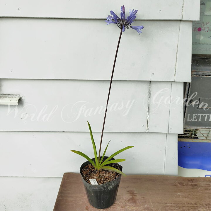 楽天市場 花苗 夏 アガパンサス アフリカンス 青花 1鉢 4号 通年販売 Agapanthus Africanus ムラサキクンシラン 紫君子蘭 多年草 常緑 夏苗 夏の花 シェードガーデン 花壇 庭植え 鉢植え 切り花 ボーダーガーデン コンテナガーデン ロックガーデン ハッピーガーデン