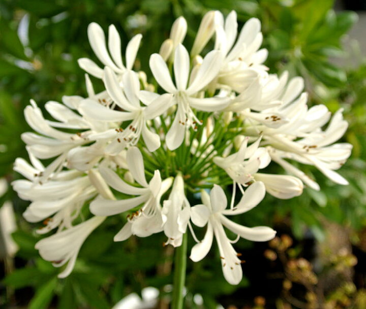 楽天市場 花苗 姫アガパンサス アガパンサス 白花 細葉矮性 3 5号 小型種 お届け中 Agapanthus 多年草 丈夫 育てやすい シェイドガーデン シェードガーデン 日陰 ハッピーガーデン