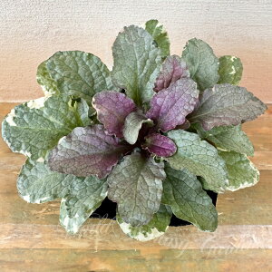 花苗 アジュガ シュガープラム 1鉢 2.5〜3号 【お届け中】Ajuga Sugar Plum 多年草 青花 カラーリーフ グランドカバー 日陰 シェードガーデン 草丈低い ハッピーガーデン