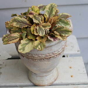 ԕc AWK S[fO[1 2.5O`3.5y͂z Ajuga reptans Golden Glow ̉    OhJo[ N 񂹐A Ԓd c VFChK[f VF[hK[