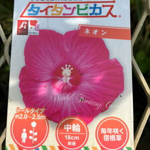 ԕc  h ^A InAOK nCrXJX ^C^rJX Iׂ 1 3.5`3.5Oy͂zHibiscus Titanbicus ^C^sJX ϊnCrXJX  ĕc Hc N h