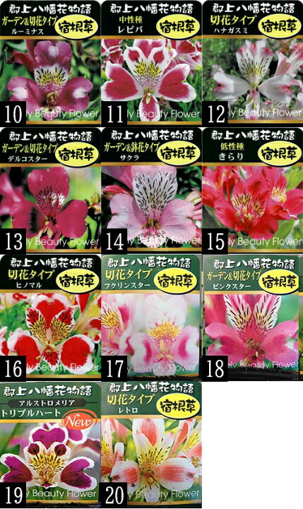 楽天市場 花苗 アルストロメリア 選べる種 1鉢 3 5号ポット お届け中 Alstroemeria 宿根 ガーデンタイプ 切花タイプ 夏苗 ガーデニング 切り花 鉢植え 庭植え コサージュ ブーケ 寄せ植え ハッピーガーデン