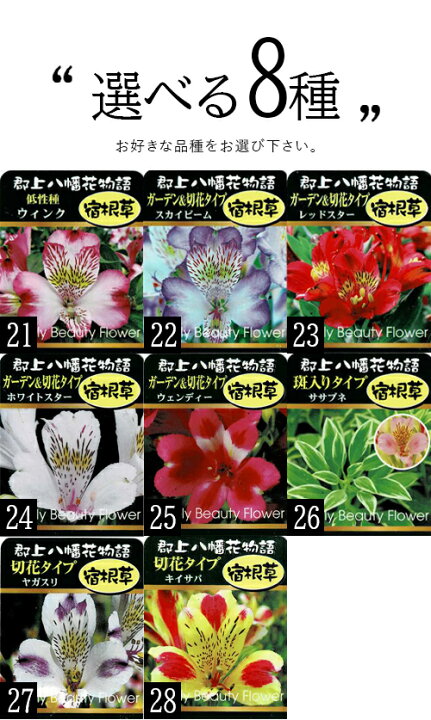 楽天市場 花苗 アルストロメリア 8種から選べる 1鉢 3 5号ポット お届け中 Alstroemeria 宿根 ガーデンタイプ 切花タイプ 春苗 ガーデニング 切り花 鉢植え 庭植え コサージュ ブーケ 寄せ植え ハッピーガーデン