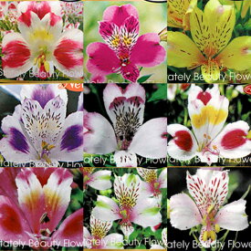 花苗 アルストロメリア 選べる20種 1鉢 3.5号ポット【お届け中】Alstroemeria 宿根 ガーデンタイプ 切花タイプ 夏苗 ガーデニング 切り花 鉢植え 庭植え コサージュ ブーケ 寄せ植え