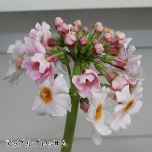 ԕc H N h  N\E 2FI 1 3~3.5y10{`͂ Hcs\zPrimula japonica  䒆 CObVK[f AbvubT ~[YN\ 