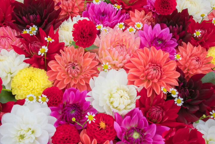 楽天市場 芽出し球根苗 お楽しみダリア 品種おまかせ 1球植え 3鉢セット 3 3 5号 お届け中 Dahlia テンジクボタン 天竺牡丹 キク 菊 球根植物 多年草 ガーデニング ガーデン ハッピーガーデン