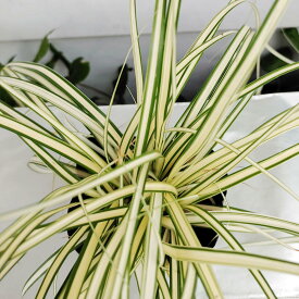 楽天市場 常緑多年草 寄せ植えの通販