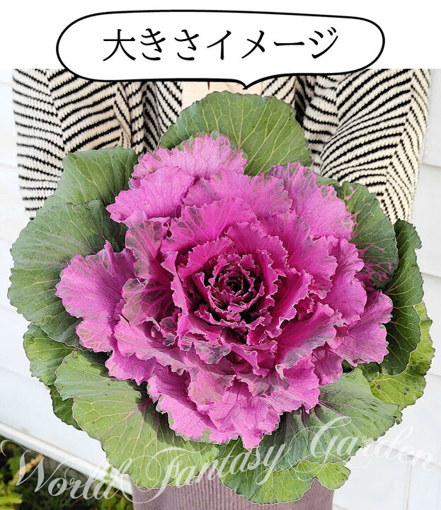 楽天市場 花苗 大きな 葉牡丹 2色から選べる 1鉢3 5号ポット お届け中 Brassica Oleracea Var Acephala 葉ボタン ハボタン 巨大 はぼたん 草花 花壇 鉢植え ガーデン ガーデニング ハッピーガーデン