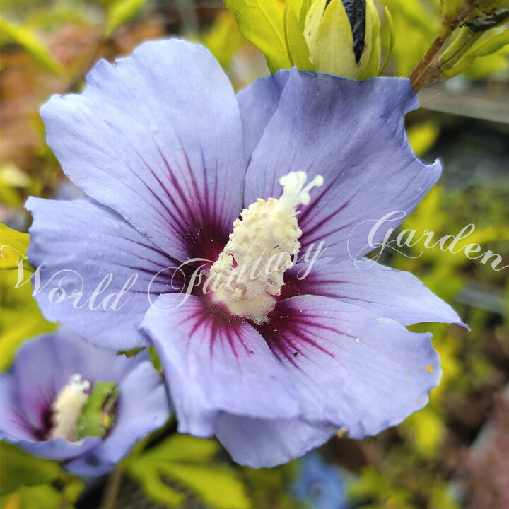 楽天市場 花木 ローズオブシャロン 青のサティン 4 5号 お届け中 Hibiscus Syriacus 鉢植え アオイ フヨウ 庭木 落葉性 桃花 花が咲く木 花 八重咲き ガーデン ガーデニング ヒビスクス ハイビスカス 木槿 ムクゲ むくげ ハッピーガーデン