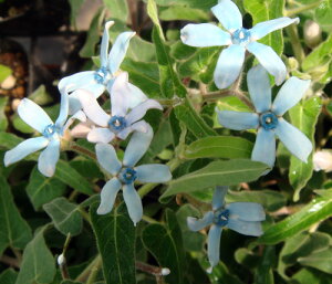 ԕc H N h  ILVy^ u[X^[ 1 3`3.5y10{`͂ Hcs\zTweedia caerulea N F u[ K[fjO K[f  A A Ԓd  