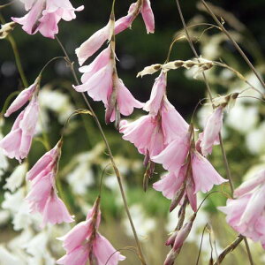 c ԕc  Vg̒ނ fBG} 3I 1 3.5O|bgy͂z Dierama pendulum t~ N CObVK[f c A A K[fjO Ԓd nbs[K[f