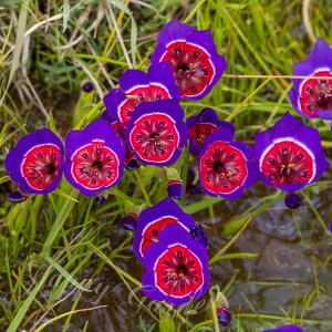  HA QC\U Q[\[U Iׂi 3`6Zbgy͂  [֑ΉzGeissorhiza inflexa var.erosa QC\[U H Ԃ̋ A Ԓd A y2025BUzymailz