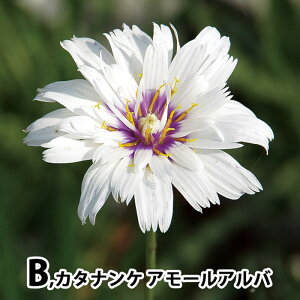 c ԕc h J^iP 2I 1 3.5y͂zCatananche Amor Bliue Amor Alba A[u[ A[Ao  h c ϊ   t  nbs[K[f