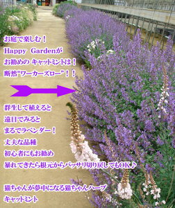ԕc H Lbg~g 5I 1 3.5 󋵂ɂĐ؂߂Ă͂y͂zNepeta faassenii ly^ c h CObVK[f Ԓd sNLfB[/t@bV[jA