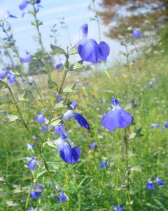 ԕc H N h  RogZ[W  1 3`3.5y10{?͂ Hcs\zSalvia reptans 䒆 CObVK[f A A K[fjO Ԓd TrAv^