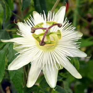 ԕc  ϊ N gPC\E RX^X GIbg 1 4.5y͂zPassiflora Constance Eliott pbVt[ O[J[e NC~O 鐫 v ΂̃J[e 