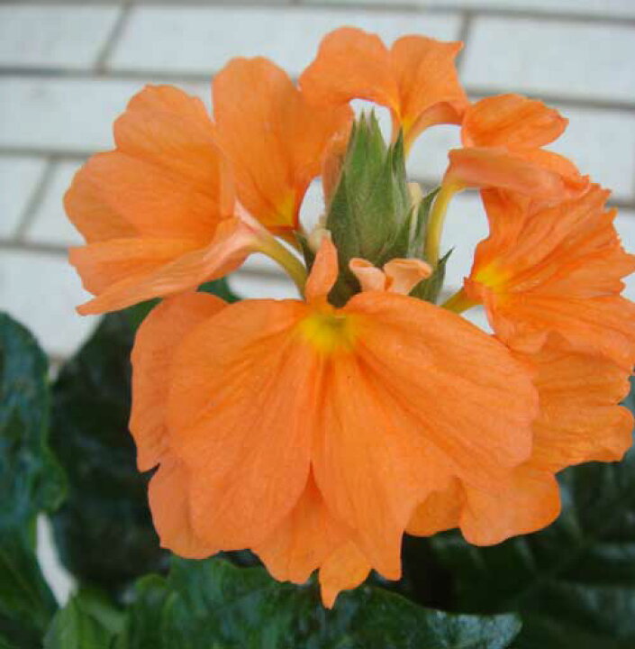 楽天市場 花苗 クロサンドラ かがり火 3 3 5号1鉢 お届け中 夏の花 夏苗 苗 夏の花 オレンジ色 ガーデン ガーデニング 花壇 庭植え 鉢植え 花 ハッピーガーデン 楽天市場 花苗 クロサンドラ かがり火 3 3 5号1鉢 お届け中 夏の花 夏苗 苗 夏の花 オレンジ色 ガーデン ガーデニング 花壇 庭植え 鉢植え 花 ハッピーガーデン