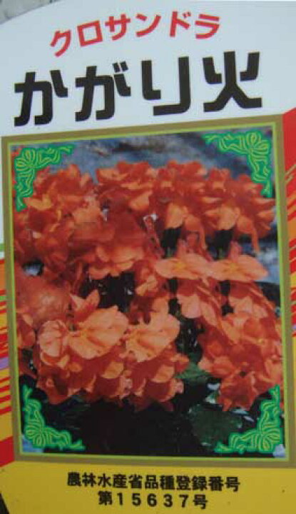 楽天市場 花苗 クロサンドラ かがり火 3 3 5号1鉢 お届け中 夏の花 夏苗 苗 夏の花 オレンジ色 ガーデン ガーデニング 花壇 庭植え 鉢植え 花 ハッピーガーデン 楽天市場 花苗 クロサンドラ かがり火 3 3 5号1鉢 お届け中 夏の花 夏苗 苗 夏の花 オレンジ色 ガーデン ガーデニング 花壇 庭植え 鉢植え 花 ハッピーガーデン