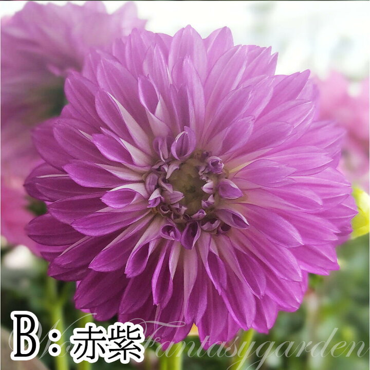 楽天市場 花苗 ダリア マキシ 3色から選べる 1鉢4号 お届け中 Dahlia Hybrid Maxi キク 菊 桃花 鉢植え 寄せ植え ガーデニング ガーデン ハッピーガーデン