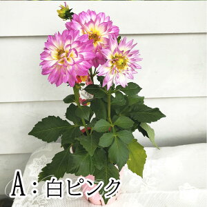 楽天市場 花苗 ダリア マキシ 3色から選べる 1鉢4号 お届け中 Dahlia Hybrid Maxi キク 菊 桃花 鉢植え 寄せ植え ガーデニング ガーデン ハッピーガーデン