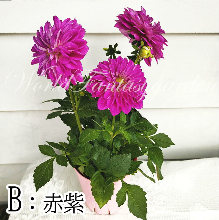 楽天市場 花苗 ダリア マキシ 3色から選べる 1鉢4号 お届け中 Dahlia Hybrid Maxi キク 菊 桃花 鉢植え 寄せ植え ガーデニング ガーデン ハッピーガーデン 楽天市場 花苗 ダリア マキシ 3色から選べる 1鉢4号 お届け中 Dahlia Hybrid Maxi キク 菊 桃花 鉢植え 寄せ植え ガーデニング ガーデン ハッピーガーデン