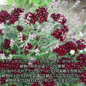 ԕc H N  Vl KJ NC[NGxl 1 3~3.5y10{`͂ Hcs\zSilene Gallica quinquevulnera t ~ c N̑ϊN ᒆ CObVK[