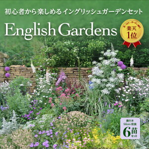 苗 花苗の人気商品 通販 価格比較 価格 Com