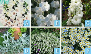 _܂ƂߔN[|s^ yV1 ԕc c  h H CObVK[f Zbg 6c 1mXs50cm y10`Jn n  \zc N N Ԓd   