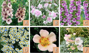 _܂ƂߔN[|s^ yV1 ԕc c  h H CObVK[f Zbg 6c 1mXs50cm y͂ n  \zc N N Ԓd    