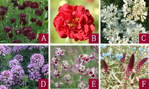 楽天1位 花苗 苗 花 宿根草 秋 イングリッシュガーデン セット 6苗 幅1mX奥行50cm 【10月〜発送開始 地域限定 送料無料 同梱可能】苗 一年草 多年草 花壇 庭 初級 草丈 花苗セット 耐寒性 ガーデ