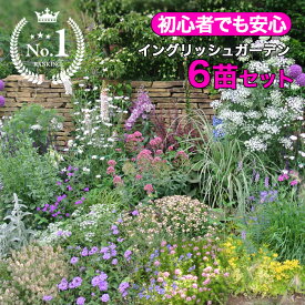 先行予約でプレゼント球根5球 楽天1位 初心者安心！植えるだけで庭が完成 イングリッシュガーデン花苗6苗セット 配置マップ付き【お届け中】1m×50cm花壇 植栽デザイン 宿根草 草花 多年草