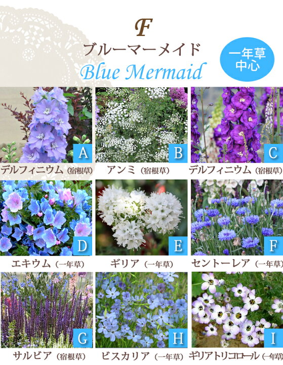 楽天市場】楽天ランキング1位 初心者安心！植えるだけで庭が完成 