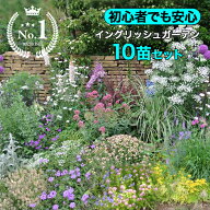今予約でプレゼント球根10球もらえる！楽天1位 初心者安心！植えるだけで庭が完成 夏苗 イングリッシュガ…