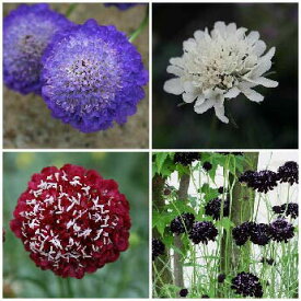 花苗 春 一年草 花 スカビオサ 4種より選択 1鉢 3.5号【お届け中】Scabiosa atropurpure Ace of Spade 耐寒性 赤花 白花 青花 エースオブスペード オックスフォードブルー スノーメイデン ルージュカーマイン ハッピーガーデン【2025AKi】