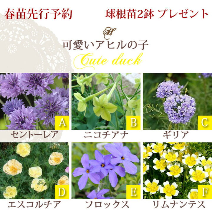 楽天市場 楽天1位 花苗 プレゼント付き イングリッシュガーデン 6苗セット 幅1mｘ奥行50cm 花壇用 苗セット お届け中 送料無料 同梱可能 苗 一年草 宿根草 多年草 夏苗 花壇 庭 初級 ガーデニング ハッピーガーデン 草丈 ハッピーガーデン