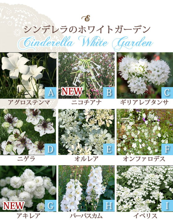 楽天市場 楽天1位 花苗 プレゼント付き イングリッシュガーデン 9苗セット 幅１mｘ1m 花壇用 植え込む用 お届け中 地域限定 送料無料 花の苗 一年草 宿根草 多年草 花壇 庭 初級 ガーデニング 苗物 ナチュラルガーデン 英国庭園風 ハッピーガーデン