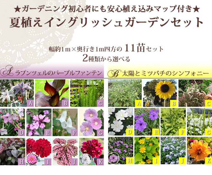 楽天市場 楽天1位 花苗セット 送料無料 夏のイングリッシュガーデン 11苗セット 幅2mx160cm 花壇用 植え込む用 お届け中 地域限定 送料無料 花の苗 一年草 宿根草 多年草 花壇 庭 初級 ガーデニング 苗物 ナチュラルガーデン 英国庭園風 ハッピーガーデン 楽天市場 楽天1位 花苗セット 送料無料 夏のイングリッシュガーデン 11苗セット 幅2mx160cm 花壇用 植え込む用 お届け中 地域限定 送料無料 花の苗 一年草 宿根草 多年草 花壇 庭 初級 ガーデニング 苗物 ナチュラルガーデン 英国庭園風 ハッピーガーデン