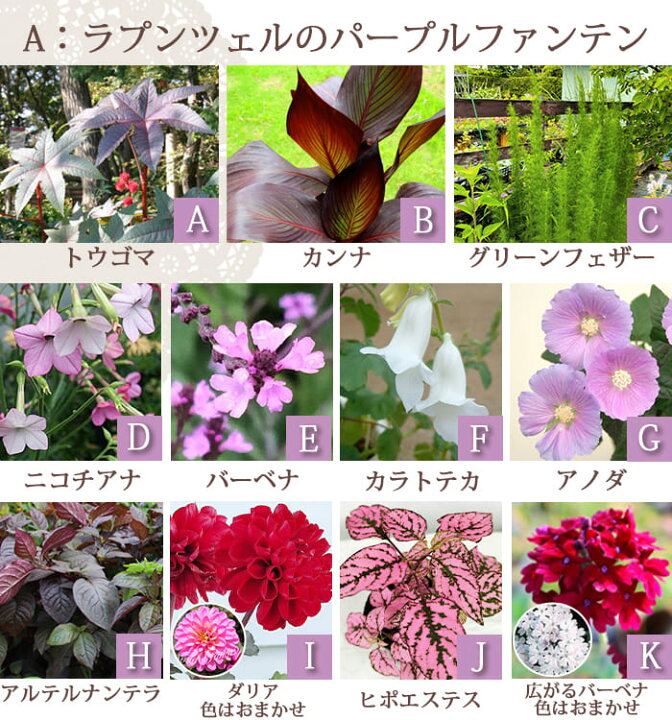 楽天市場 楽天1位 花苗セット 送料無料 夏のイングリッシュガーデン 11苗セット 幅2mx160cm 花壇用 植え込む用 お届け中 地域限定 送料無料 花の苗 一年草 宿根草 多年草 花壇 庭 初級 ガーデニング 苗物 ナチュラルガーデン 英国庭園風 ハッピーガーデン 楽天市場 楽天1位 花苗セット 送料無料 夏のイングリッシュガーデン 11苗セット 幅2mx160cm 花壇用 植え込む用 お届け中 地域限定 送料無料 花の苗 一年草 宿根草 多年草 花壇 庭 初級 ガーデニング 苗物 ナチュラルガーデン 英国庭園風 ハッピーガーデン