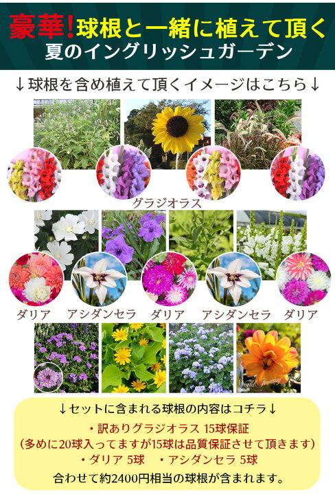 楽天市場 楽天1位 花苗セット 送料無料 夏のイングリッシュガーデン 11苗セット 幅2mｘ160cm 花壇用 植え込む用 お届け中 地域限定 送料無料 花の苗 一年草 宿根草 多年草 花壇 庭 初級 ガーデニング 苗物 ナチュラルガーデン 英国庭園風 ハッピーガーデン