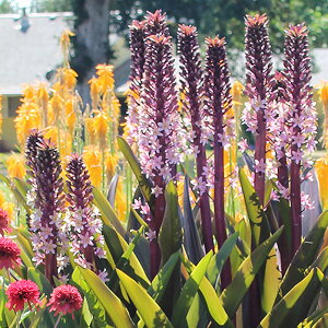 ԕc H pCibv[ [R~X Xp[NO o[KfB[ 1 3.5O|bg ԏIł͂y͂zEucomis Sparkling Burgundys c Ԃ̕c c N Ԓd A A