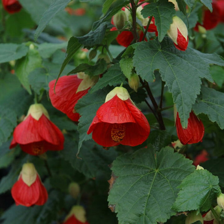 楽天市場 花苗 アブチロン 8種から選べる 1鉢 3 3 5号ポット お届け中 Abutilon Hybridum 夏苗 鉢植え 花壇 ガーデニング 矮性 わい性 赤花 黄花 ガーデン 低木 つる植物 ハッピーガーデン